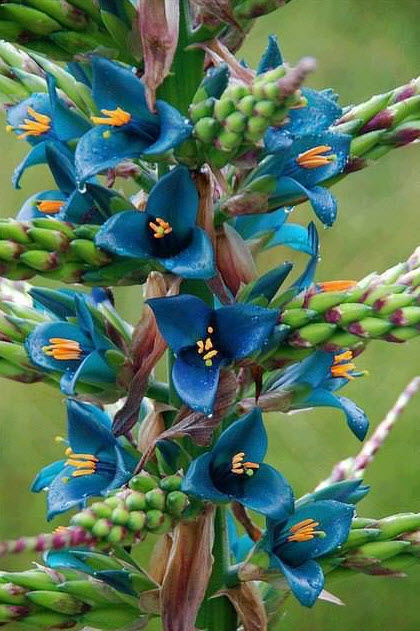 Blue Puya (P. berteroniana) flower