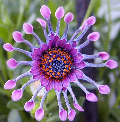 Blue bell tunicate flower, African Daisy, Cape Daisy, Osteospermum