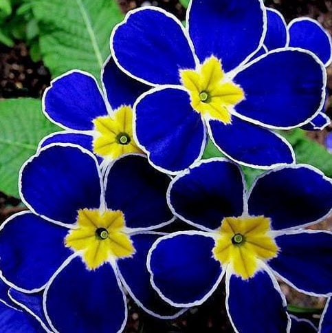 Blue primrose