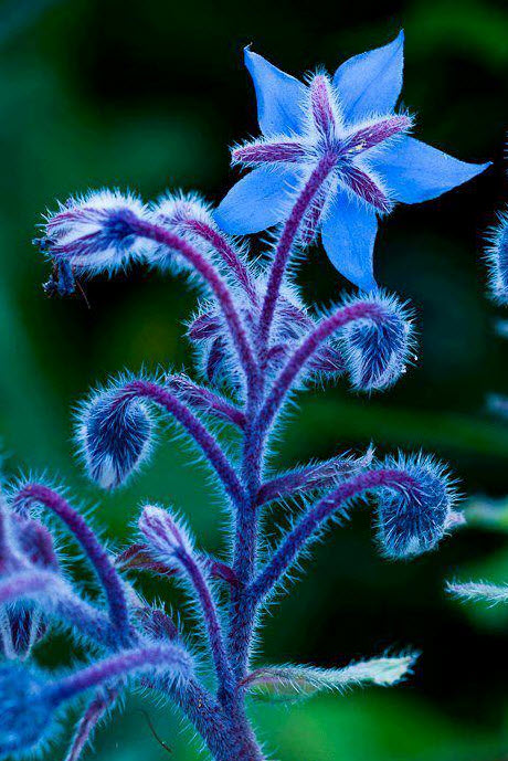 Borage, (Borago officinalis)