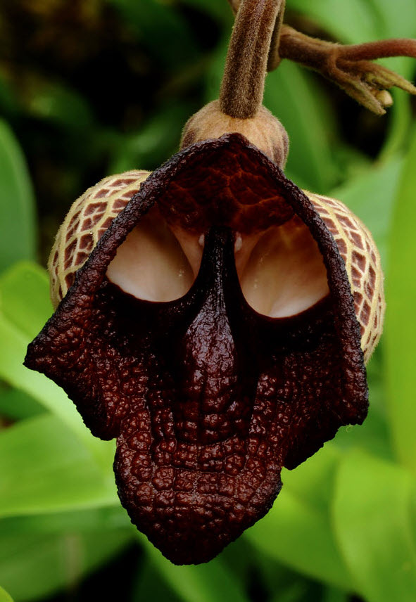 Darth Vader (Aristolochia Salvadorensis)