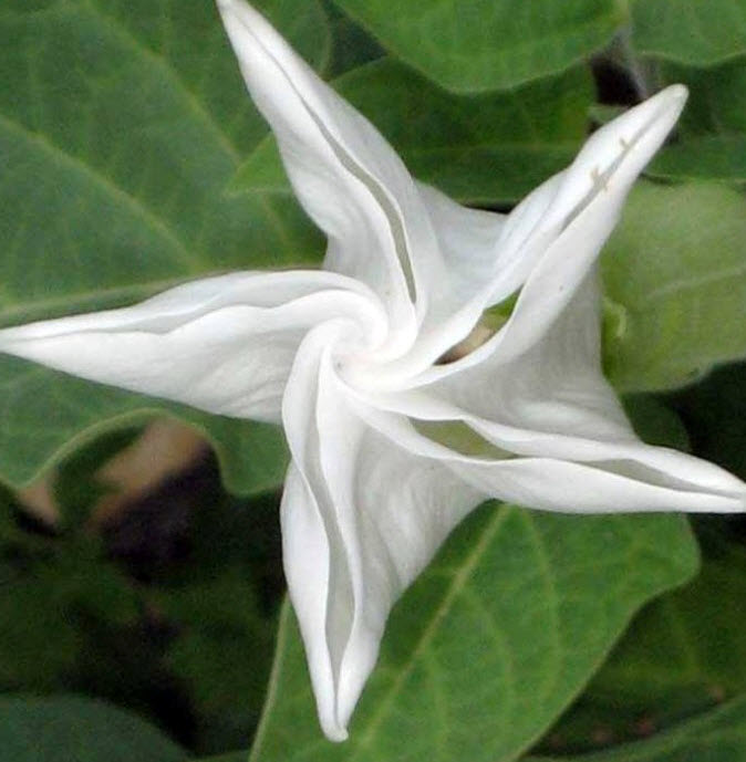 Datura stramonium, Moonflower