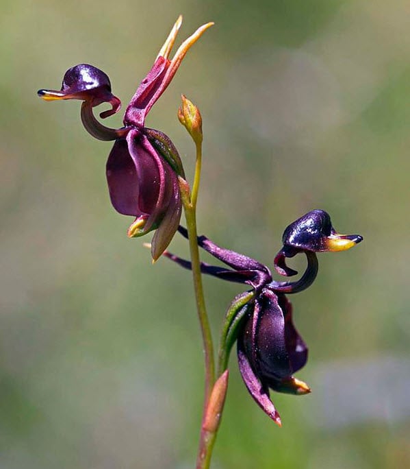 Flying Duck Orchid (Caleana Major)