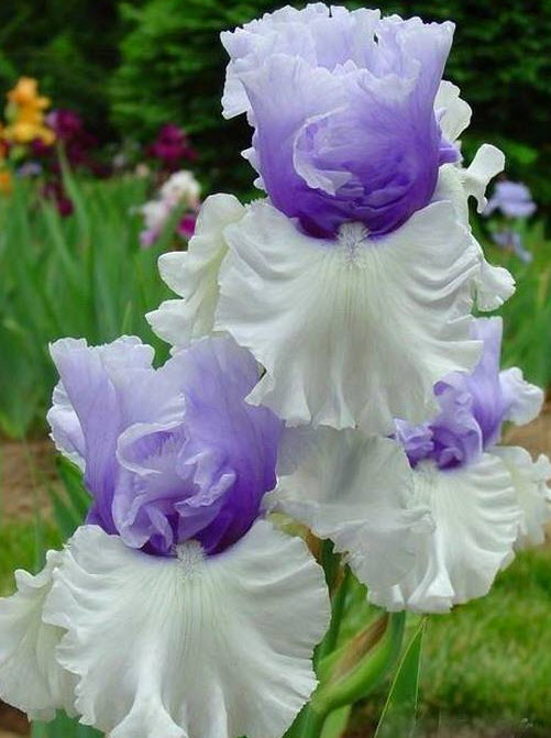 Frilly Iris