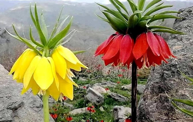 Fritillaria imperialis