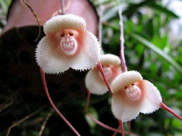 Grinning monkey orchids