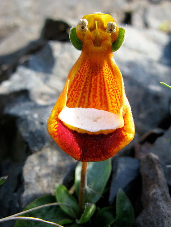 Happy Alien (Calceolaria Uniflora)