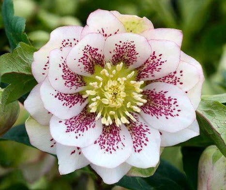 Hellebore spotted double variety