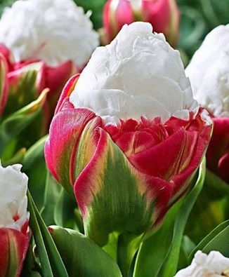 Ice cream tulips