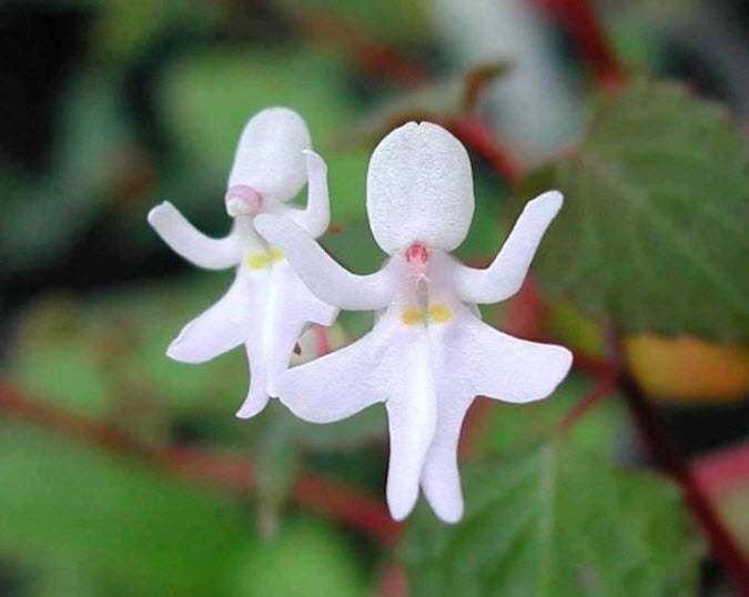 Impatiens bequaertii, Dancing Girl Orchids, Dancing Girl Impatiens