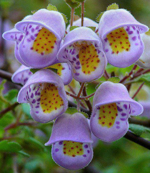 Jovellana punctata plant