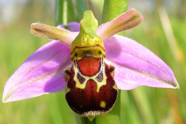 Laughing Bumble Bee Orchid (Ophrys bomybliflora)