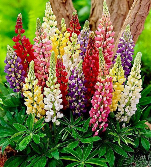 Lupinus, lupin or lupine