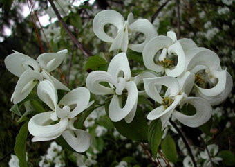 Magic Dogwood (Cornus florida subspecies urbiniana)