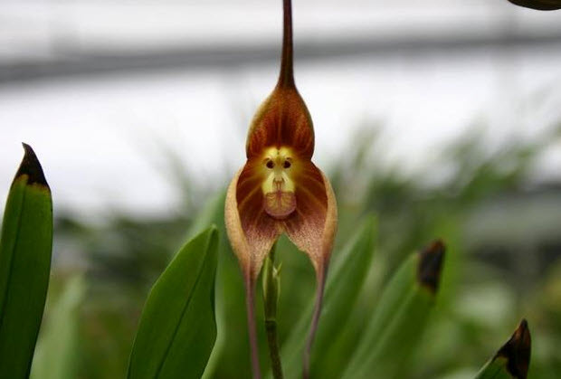 Monkey Face Orchid (Dracula simia)