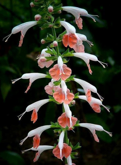  salvia coccinea??“tropical sage