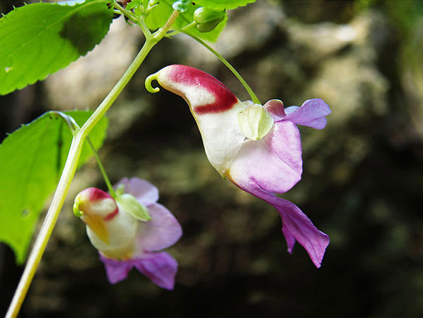 Parrot Flower (Impatiens Psittacina)