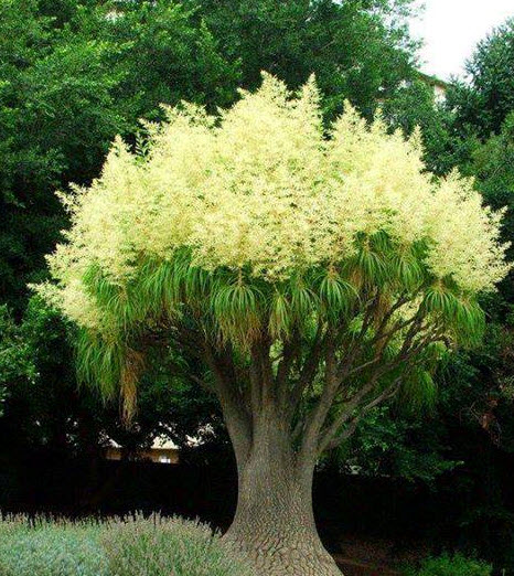 Ponytail palm tree, nolina, pata de elefante