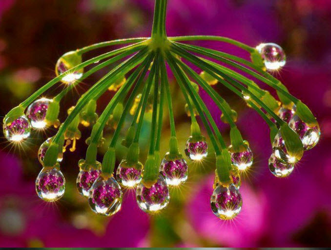 Rain dropsdew drops on a plant