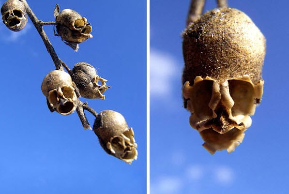 Snap Dragon Seed Pod (Antirrhinum)