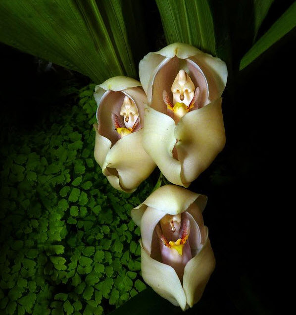 Swaddled Babies (Anguloa Uniflora)