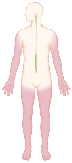 팔, 다리, 경추, 요추