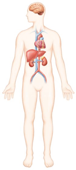 뇌, 간, 신장, 심장