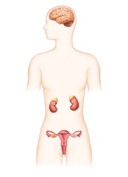 뇌(시상하부-뇌하수체), 난소, 고환, 부신, 골격계