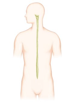 척수