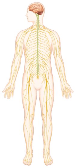 신경계(뇌, 말초신경, 척수)