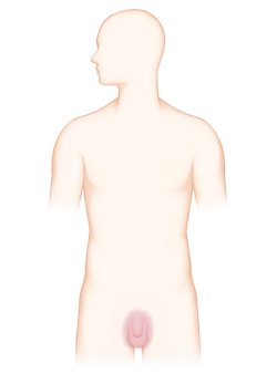 성기 부위