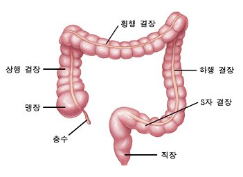 대장 구조