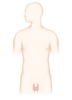 고환