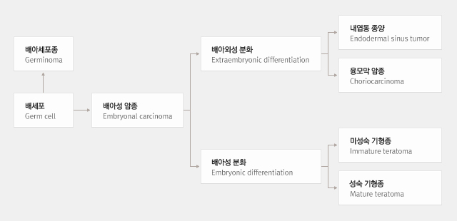 1||662_정의_1.jpg||테일럼의 배세포종 분류 모식도