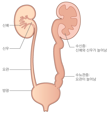 신장의 구조