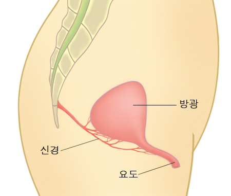 방광의 위치