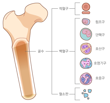 골수에서 생성되는 혈구