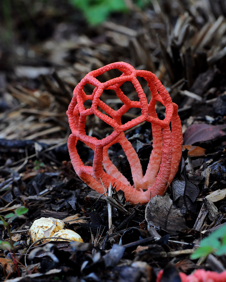 Clathrus Ruber