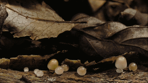 growing-mushrooms-timelapse-5