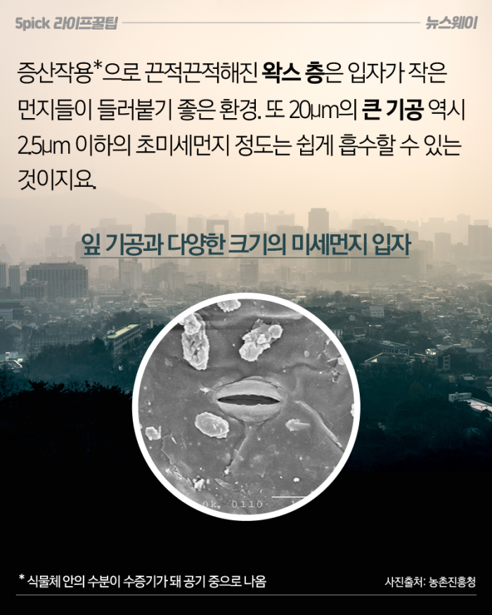 초미세먼지 감소 효과 입증한 식물 두