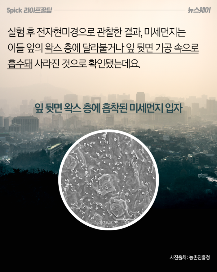 초미세먼지 감소 효과 입증한 식물 두