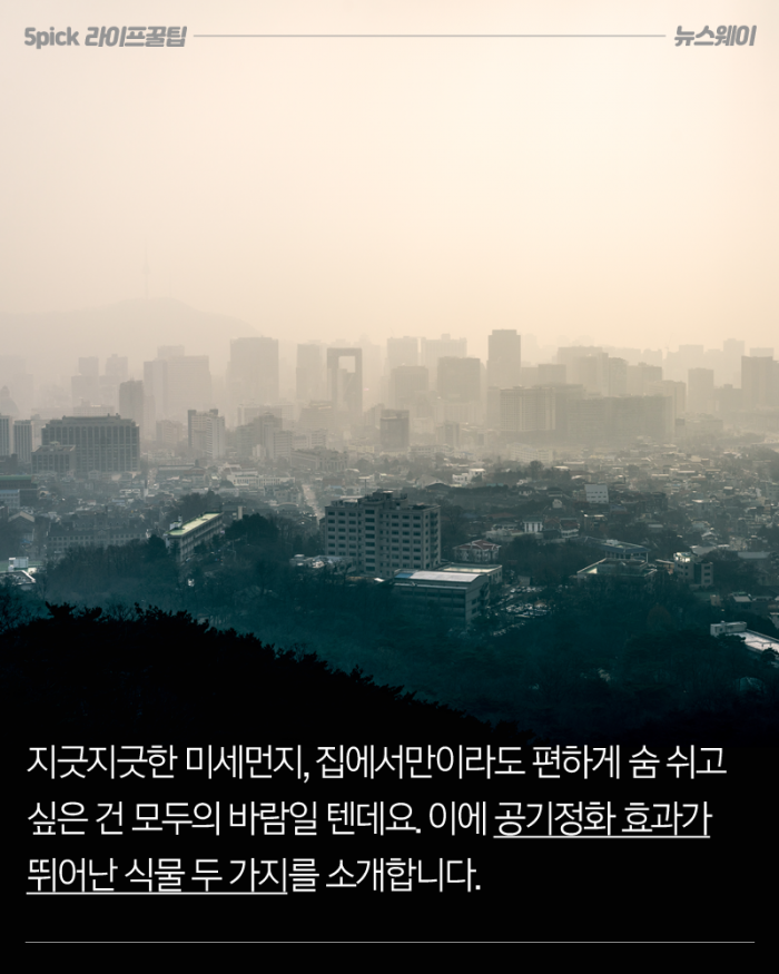 초미세먼지 감소 효과 입증한 식물 두