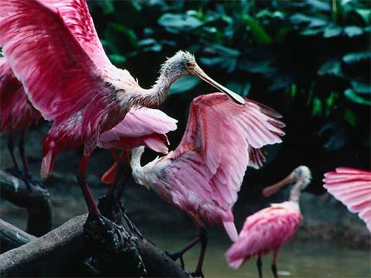  Seuss-like birds at Jurong Bird Park, Jurong