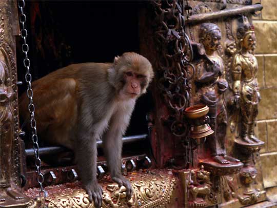  Curious monkey in window of Swayambhunath Buddhist Temple