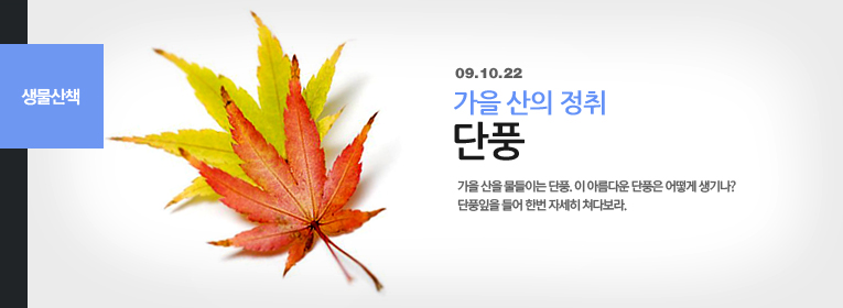 단풍