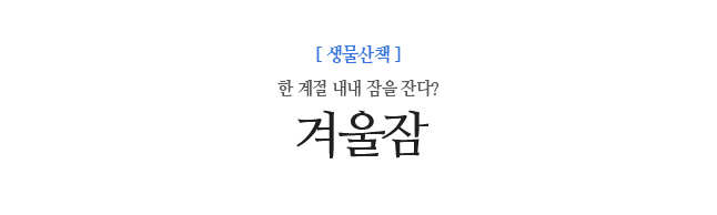 겨울잠 한 계절 내내 잠을 잔다?