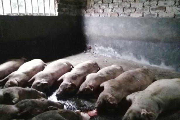 번개 공, 번개 공을 폭발, 번개 공 동물, 번개 공, 돼지, 번개 공을 폭발 돼지 중국을 죽이고 죽이는이 놀라운 번개 공을 폭발 돼지를 죽이고 중국에서 여자를 병원에 입원. 중국 농장, 번개, 공 번개, 번개 공, 번개 공, 공을 번개 번개 공에 의해 살해 돼지는 돼지, 놀라운 현상을 죽이고 : 공, 번개