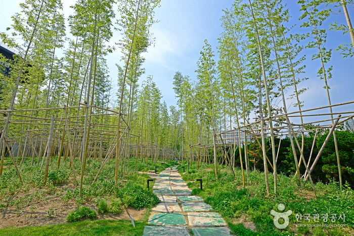 ‘소리길’이라 이름 붙인 대숲 산책로