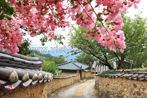 성주 한개마을 (돌담길)