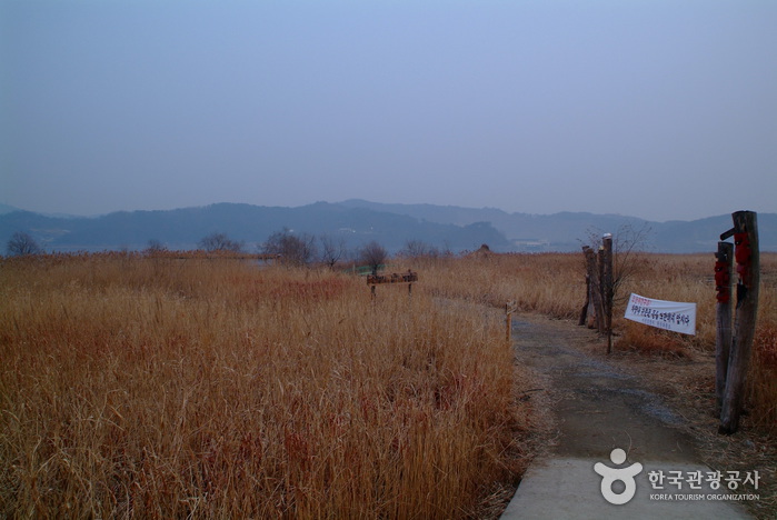 신성리 갈대밭 신성리 갈대밭